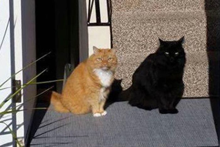 ___5011971___https:______static.pulse.com.gh___webservice___escenic___binary___5011971___2016___5___9___15___Cat-shadow