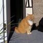 ___5011971___https:______static.pulse.com.gh___webservice___escenic___binary___5011971___2016___5___9___15___Cat-shadow