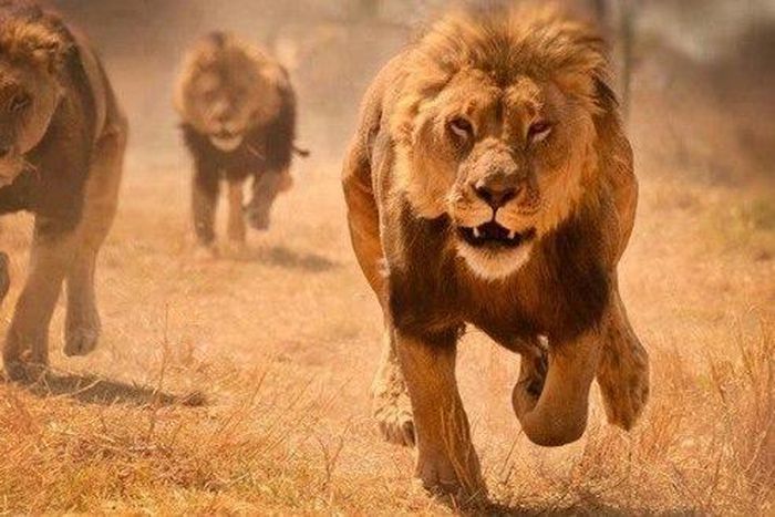 Pastor's buttocks eaten by Lion after he tried to prove the ‘Lord’s power over animals’
