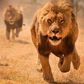 Pastor's buttocks eaten by Lion after he tried to prove the ‘Lord’s power over animals’