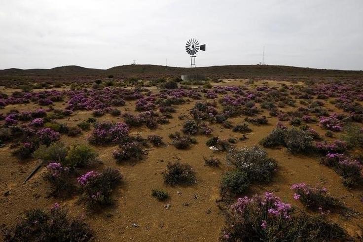 Spring flowers blossom in an arid landscape near Laingsburg in the Karoo October 11, 2013. REUTERS/Mike Hutchings
