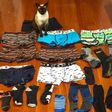 Meet Cat obsessed with stealing men's undies