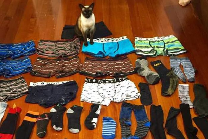 Meet Cat obsessed with stealing men's undies