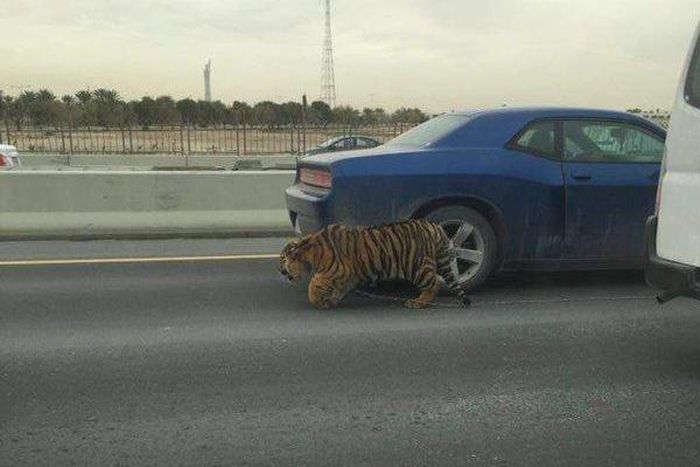Tiger spotted in traffic after falling from a lorry