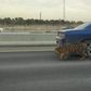 Tiger spotted in traffic after falling from a lorry