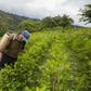 A coca grower sprays his crop outside Coroico, Bolivia where the increased use of pesticides is threatening the survival of bees