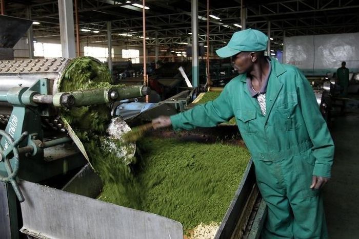 A worker processes tea leaves on a machine inside the Kagwe tea factory in Githunguri, 30 km (18 miles) from Kenya's capital Nairobi, January 6, 2012.