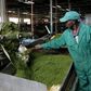 A worker processes tea leaves on a machine inside the Kagwe tea factory in Githunguri, 30 km (18 miles) from Kenya's capital Nairobi, January 6, 2012.