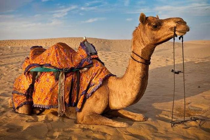 A young boy has become the husband of a camel after he was caught having sex with it