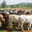 Tanzania orders drought-hit herders to leave national parks