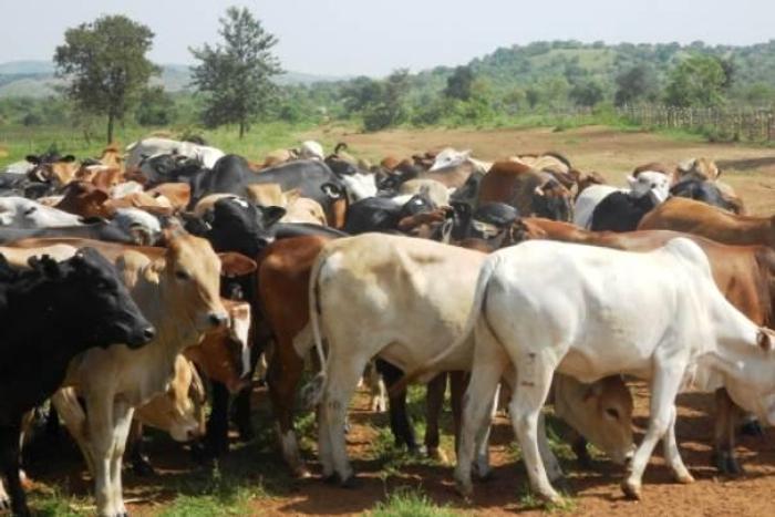 Tanzania orders drought-hit herders to leave national parks