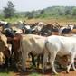 Tanzania orders drought-hit herders to leave national parks