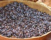 Ever Wondered Why Iru (Locust Beans) Smells? Here’s the Surprising Reason