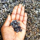 Ever Wondered Why Iru (Locust Beans) Smells? Here’s the Surprising Reason