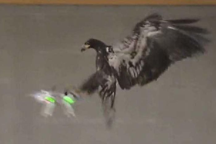 An eagle tackling a drone