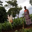 Malawian subsistence farmers Simon Sikazwe (L) and Cecelia Kazibuta (R) stand beside communal maize fields in Dowa near the capital Lilongwe, February 3, 2016. REUTERS/Mike Hutchings