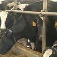 Thieves goes viral after stealing cow semen worth millions of Naira