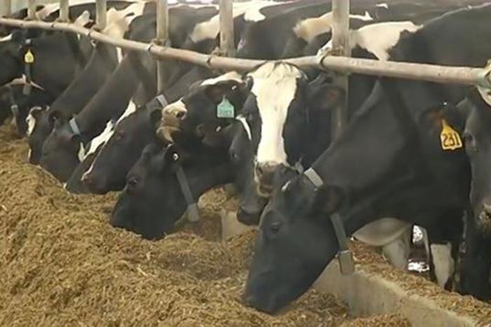 Thieves goes viral after stealing cow semen worth millions of Naira