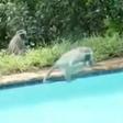 Monkeys goes viral after trying to cool off in man's home pool