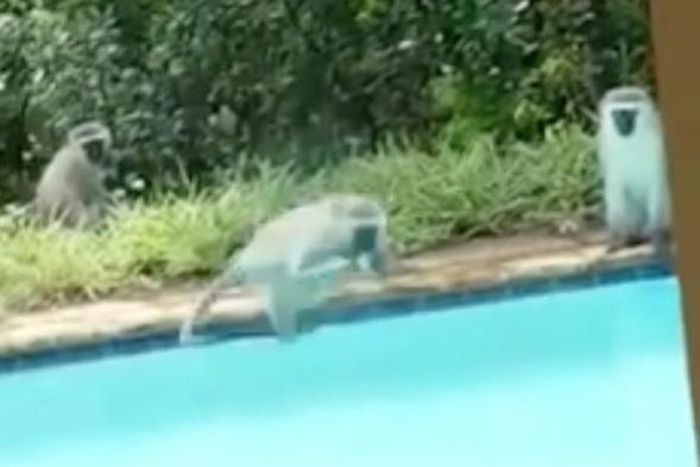 Monkeys goes viral after trying to cool off in man's home pool