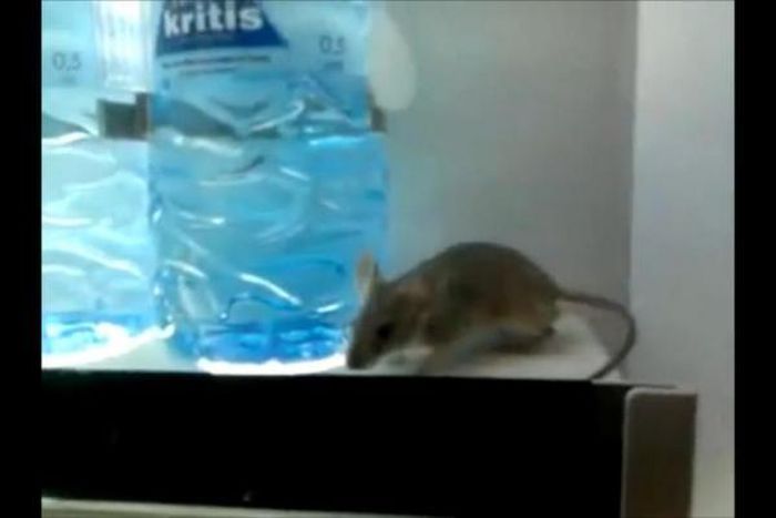 Rat spotted inside water dispensing machine at hospital