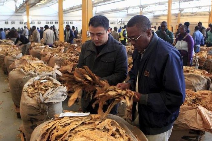 Buyers check the quality of tobacco during the last day of the selling season at Tobacco Sales Floor (TSF) in Harare, July 15, 2015. REUTERS/Philimon Bulawayo