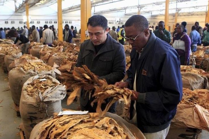 Buyers check the quality of tobacco during the last day of the selling season at Tobacco Sales Floor (TSF) in Harare, July 15, 2015. REUTERS/Philimon Bulawayo
