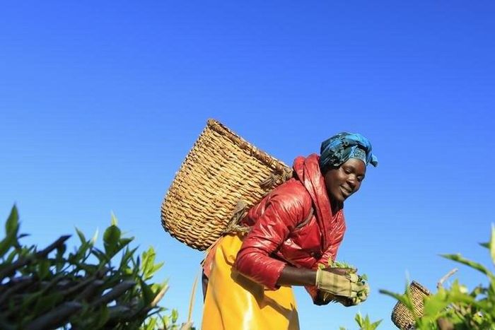 A woman picks tea leaves at a plantation in Nandi Hills, in Kenya's highlands region west of capital Nairobi, November 5, 2014. REUTERS/Noor Khamis