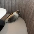 Sea lion takes a booth at San Diego restaurant on the beach