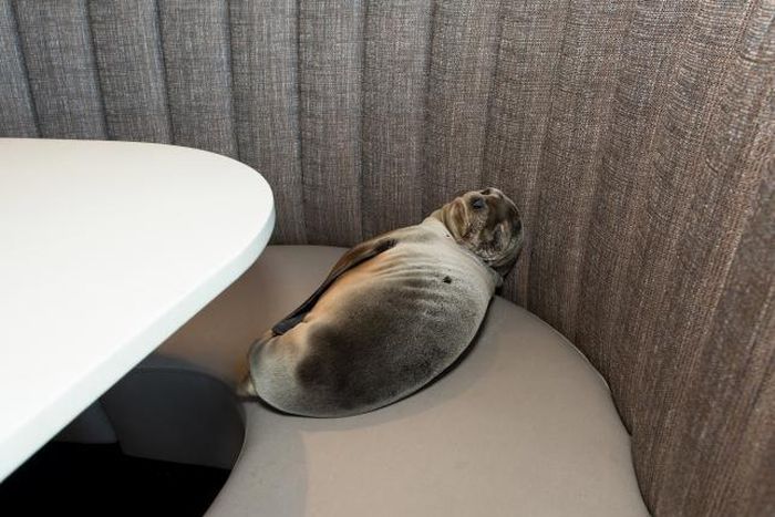 Sea lion takes a booth at San Diego restaurant on the beach