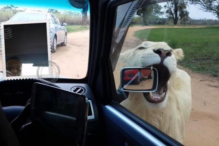 Lions attack tourists, chew on car mirror and rip off bumper