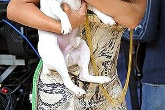 ___4613864___https:______static.pulse.com.gh___webservice___escenic___binary___4613864___2016___1___27___16___mariah-carey+dogs