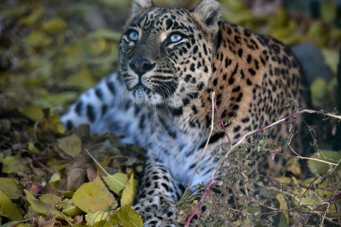 Official estimates suggest there are between 12,000 and 14,000 leopards in India