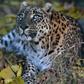 Official estimates suggest there are between 12,000 and 14,000 leopards in India