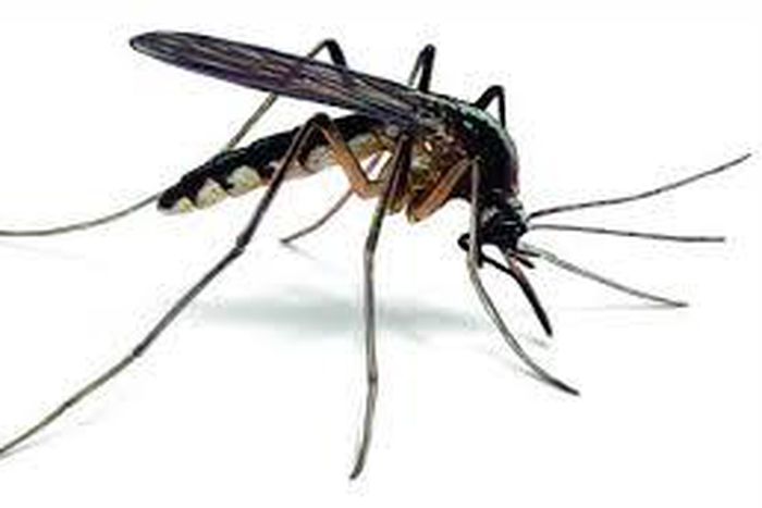 Brazil announces $1.9m international partnership to produce Zika vaccine