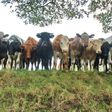 Police recover 94 cows, 45 sheeps from rustlers in Kaduna