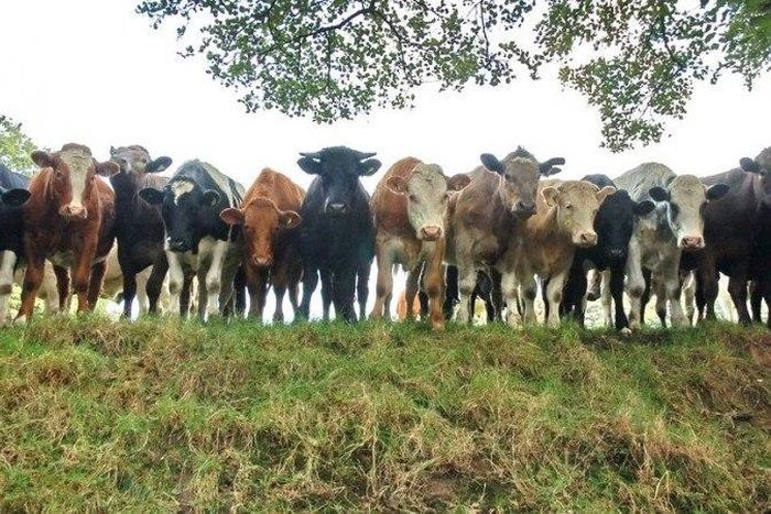 Police recover 94 cows, 45 sheeps from rustlers in Kaduna