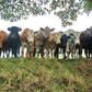 Police recover 94 cows, 45 sheeps from rustlers in Kaduna