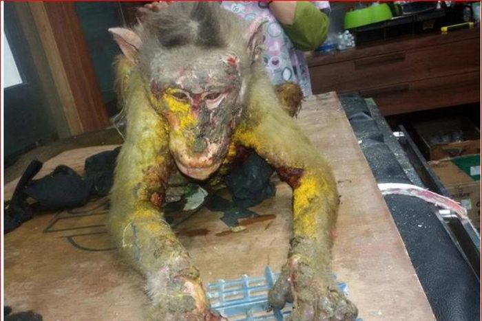 See shocking pictures of Monkey doused with acid