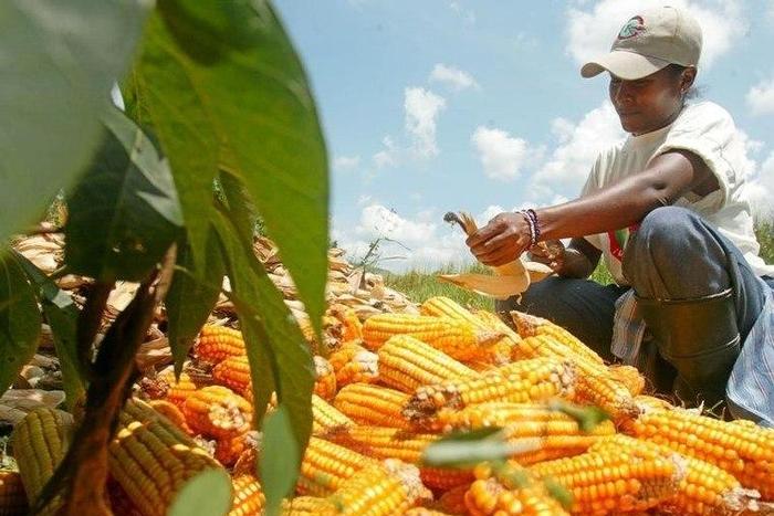 A member of a Venezuelan state-backed farming cooperative harvests corn in a file photo. REUTERS/Howard Yanes