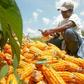 A member of a Venezuelan state-backed farming cooperative harvests corn in a file photo. REUTERS/Howard Yanes