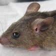 Lassa fever: Death toll rises to 41 from 93 suspected cases - Minister