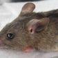 Lassa fever: Death toll rises to 41 from 93 suspected cases - Minister