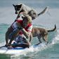 Australia's surfing dogs chase waves, not cats