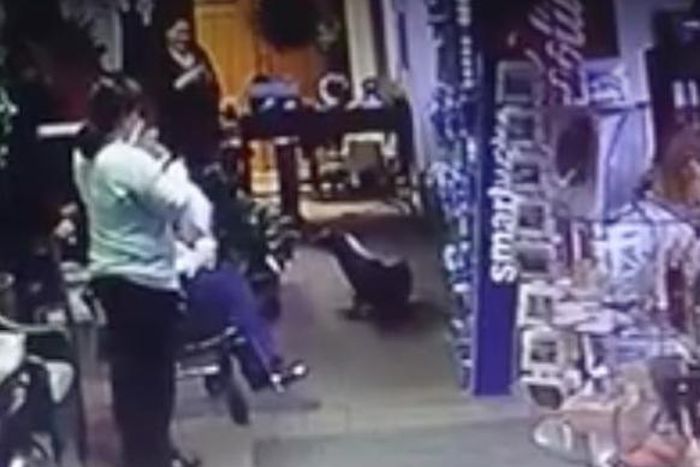 Sea lion spotted visiting gift shop