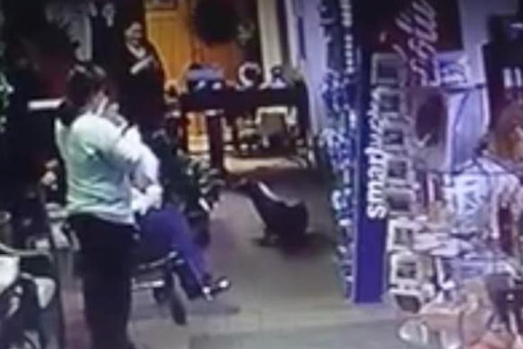 Sea lion spotted visiting gift shop