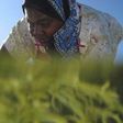 Seaweed farmer Nyafu Juma Uledi tends her crop in tidal pools near the village of Bwejuu on Zanzibar island, Tanzania, in a file photo. REUTERS/Finbarr O'Reilly
