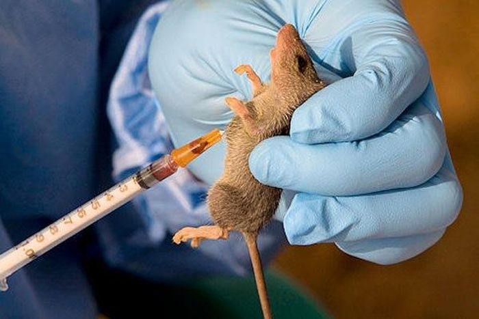 It is reported that the lassa fever is transmitted by rats.