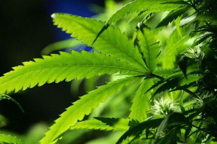 Ohio voters say 'no' to legalizing recreational marijuana use
