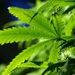 Ohio voters say 'no' to legalizing recreational marijuana use